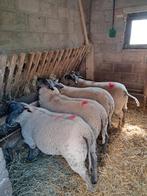 Prima foklammeren (ooien), Dieren en Toebehoren, Schapen, Geiten en Varkens, Meerdere dieren, Schaap, 0 tot 2 jaar