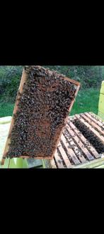 Bijenvolk op normale & NL simplex, Bijen