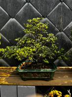 Bonsai azalea 65 hoog, Ophalen of Verzenden