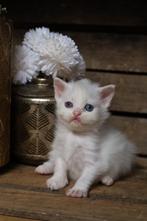 Brits langhaar, Poes, Gechipt, 0 tot 2 jaar