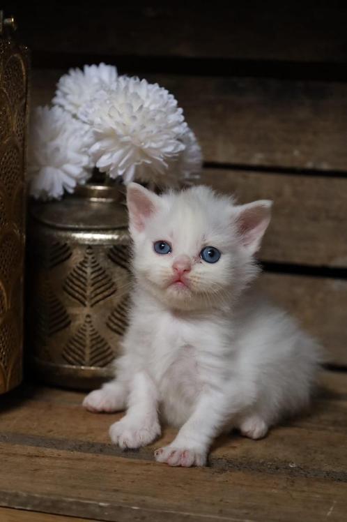 Brits langhaar, Dieren en Toebehoren, Katten en Kittens | Raskatten | Langhaar, Poes, 0 tot 2 jaar, Met stamboom, Gechipt, Ontwormd