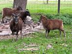 Soay Kudde  - gratis, Dieren en Toebehoren, Schapen, Geiten en Varkens, Meerdere dieren, Schaap, 3 tot 5 jaar