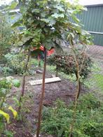 bol esdoorn, Tuin en Terras, Planten | Bomen, Ophalen, Zomer, Volle zon, 100 tot 250 cm