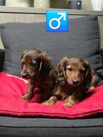 langhaar teckel pups, België, Reu, CDV (hondenziekte), 8 tot 15 weken