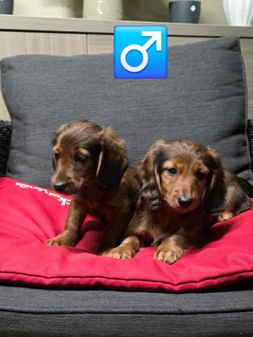 langhaar teckel pups beschikbaar voor biedingen