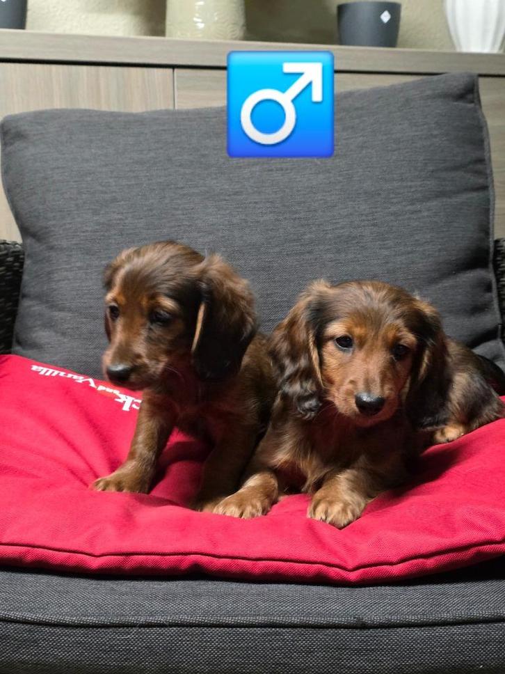 langhaar teckel pups, Dieren en Toebehoren, Honden | Teckels en Dashonden, Reu, Langhaar, Dwerg, Fokker | Professioneel, Meerdere