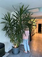 Giant Yuka 2m20, Ophalen