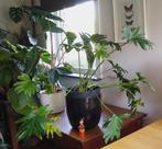 Kamerplant Philondendron Xanadu / bipinnatifidum, Ophalen, Overige soorten, In pot, Minder dan 100 cm