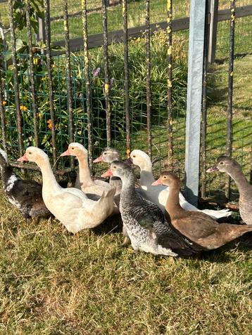 8 mooie jonge muskuseenden beschikbaar voor biedingen