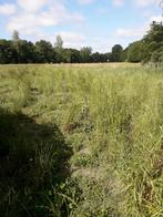 prairie chevaux 7011 Ghlin (Mons ), Weidegang, 4 paarden of pony's of meer