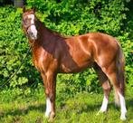 Super leuke C pony welsh, Hongre