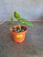 Monstera friedrichsthalii  nr 5   3 stekken, Enlèvement