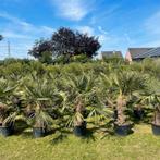 Palmbomen fortunei aan stuntprijzen !, Tuin en Terras, Ophalen of Verzenden
