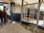 paardenrusthuis, Dieren en Toebehoren, Weidegang