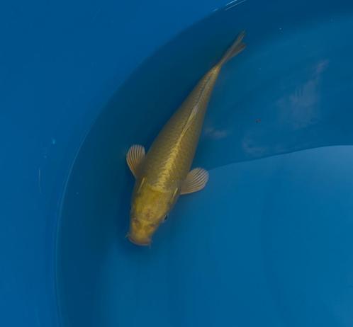 Yamabuki, Dieren en Toebehoren, Vissen | Vijvervissen, Karper of Koi