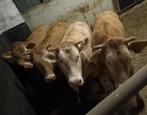 Blonde d'aquitaine vaarzen, Dieren en Toebehoren, Runderen, Vrouwelijk, 0 tot 2 jaar