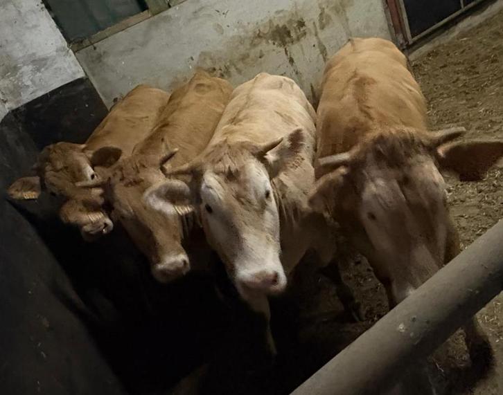 Blonde d'aquitaine vaarzen, Dieren en Toebehoren, Runderen, Vrouwelijk, 0 tot 2 jaar