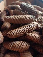 Dennenappels, Ophalen of Verzenden, Nieuw