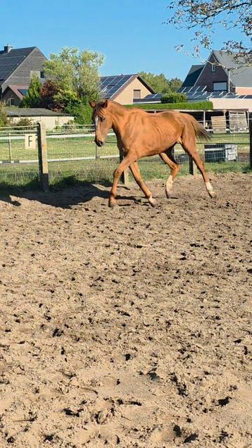 Jolie jument de 6 ans, Vermifugé, B, 160 à 165 cm, Cheval de récréation