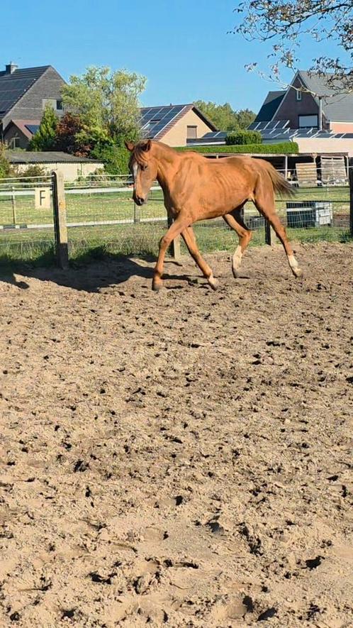 Lieve 6 jarige merrie, Dieren en Toebehoren, Paarden, Merrie, B, 160 tot 165 cm, 3 tot 6 jaar, Recreatiepaard, Gechipt, Ontwormd