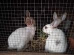konijnen, Dieren en Toebehoren, Konijnen, Meerdere dieren, Groot, 0 tot 2 jaar