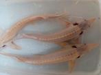 Albino steurs 35/40 cm, Dieren en Toebehoren, Vissen | Vijvervissen