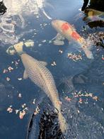 80 cm chagoi koi, Dieren en Toebehoren, Karper of Koi
