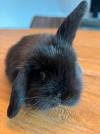 Schattig hangoorkonijntje, Dieren en Toebehoren, Konijnen