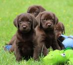 Labrador pups , Chocolade, Dieren en Toebehoren, CDV (hondenziekte), Meerdere, 8 tot 15 weken, Meerdere dieren