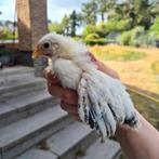 Chabo kriel kuikens, Dieren en Toebehoren, Pluimvee, Geslacht onbekend, Kip