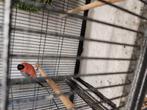 Vogels, Dieren en Toebehoren, Vogels | Overige Vogels