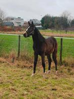 Te Koop: jaarling Spring veulen Colorit Z x De Flor 111 Z ., Dieren en Toebehoren