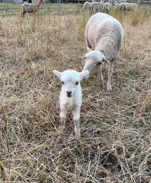 Ouessant rammetjes (kopen of ruilen), Dieren en Toebehoren, Schapen, Geiten en Varkens