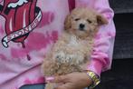 Poedel pups mooie keuze, Dieren en Toebehoren, Poedel, België, 15 weken tot 1 jaar, Meerdere