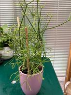 Sprietjescactus in cache-pot, Bloeiende kamerplant, Halfschaduw, Ophalen of Verzenden, In pot