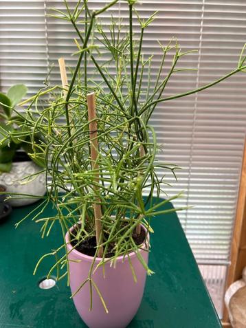 Cactus germés dans un cache-pot disponible aux enchères