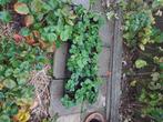 aardbeiplanten gorella en braambessen, Ophalen, Volle zon, Vaste plant, Zomer