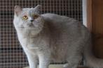 lilac brits korthaar poes steriel met stamboom, Dieren en Toebehoren, Katten en Kittens | Raskatten | Korthaar, Poes, Gechipt