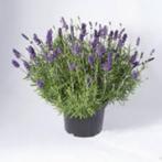 Lavendel, Enlèvement ou Envoi, Plante fixe