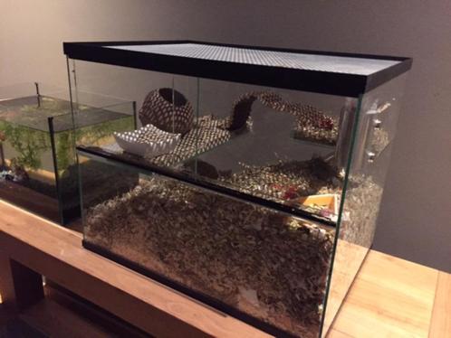 Mini Quarantaine Terrarium - Hamsterkooi Met Schuifruiten, Dieren en Toebehoren, Knaagdieren en Konijnen | Hokken en Kooien, Nieuw