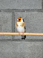 Distelvinken, Dieren en Toebehoren, Mannelijk, Wildzangvogel, Geringd