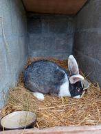 Vleeskonijnen, Dieren en Toebehoren