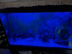 Maanvissen/Catfish & aquarium, Ophalen, Gebruikt, Verlichting of Verwarming