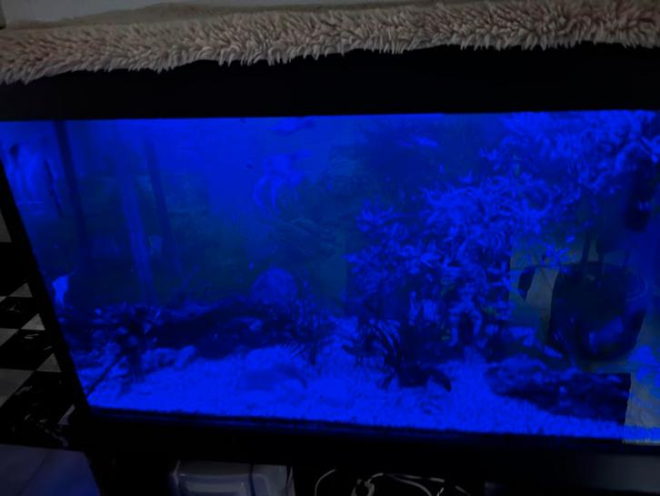 Maanvissen/Catfish & aquarium, Dieren en Toebehoren, Vissen | Aquaria en Toebehoren, Gebruikt, Verlichting of Verwarming, Ophalen