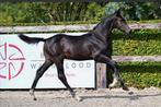 Hengstveulen Coté d'or Z, Dieren en Toebehoren, Paarden, Springpaard, Gechipt, 0 tot 2 jaar, Hengst
