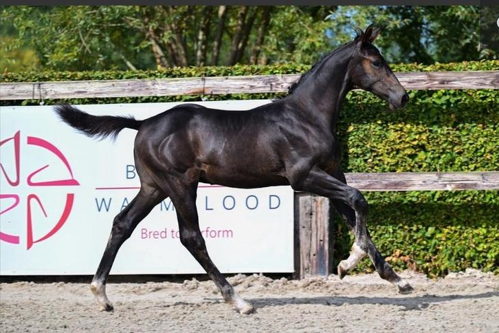 Hengstveulen Coté d'or Z, Dieren en Toebehoren, Paarden, Hengst, Onbeleerd, 0 tot 2 jaar, Springpaard, Met stamboom, Gechipt, Ontwormd