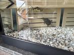 Chinese streepnek schildpadden