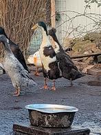 Loopeend man, Dieren en Toebehoren, Mannelijk, Eend