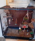 Man en vrouw koppel dwergpapegaaien te koop +kooi, Dieren en Toebehoren, Vogels | Parkieten en Papegaaien, Meerdere dieren, Dwergpapegaai of Agapornis