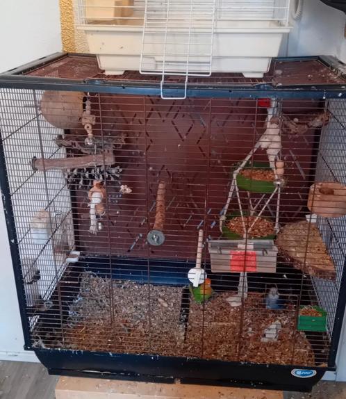 Man en vrouw koppel dwergpapegaaien te koop +kooi, Dieren en Toebehoren, Vogels | Parkieten en Papegaaien, Dwergpapegaai of Agapornis